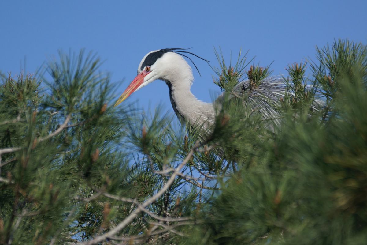 Parc Ornithologiue