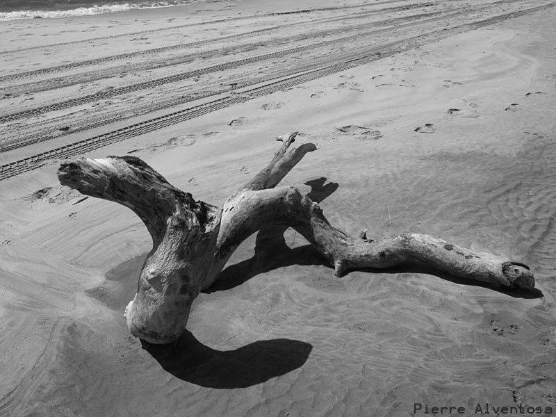 Plage de camargue