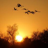 Camargue