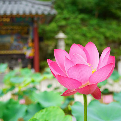 Autel du temple de  Doseonsa - 도선사